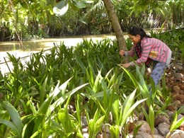 Cần giải pháp thiết thực cứu người trồng dừa 